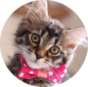 Profile picture of our user kitty wearing a pink bowtie with white polka dots
